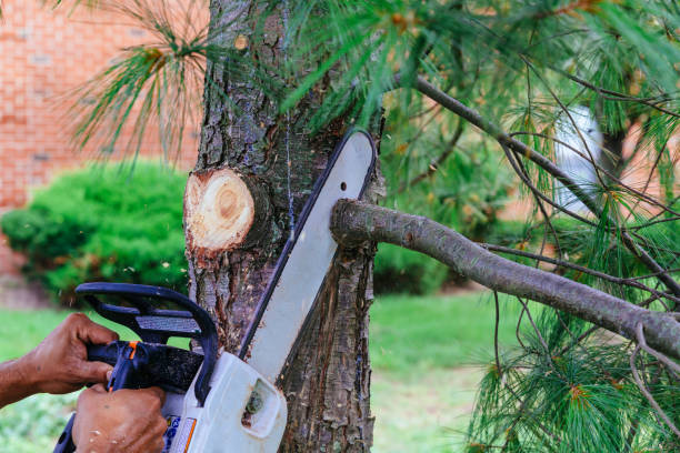 How Our Tree Care Process Works  in Forest, MS